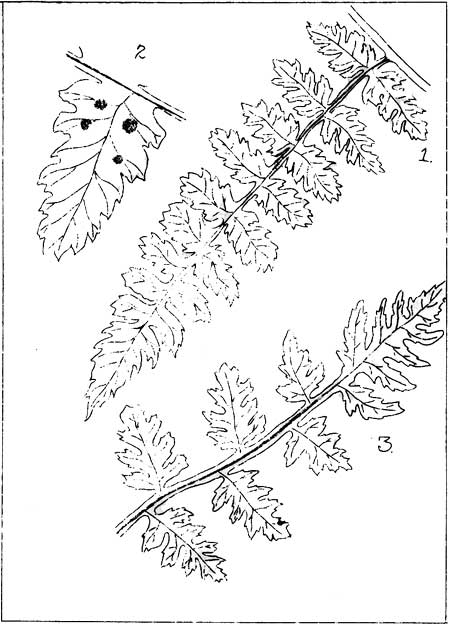 Lady Fern