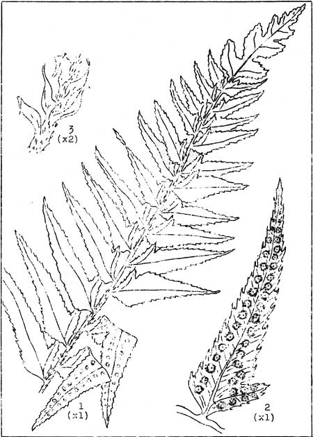 Sword Fern