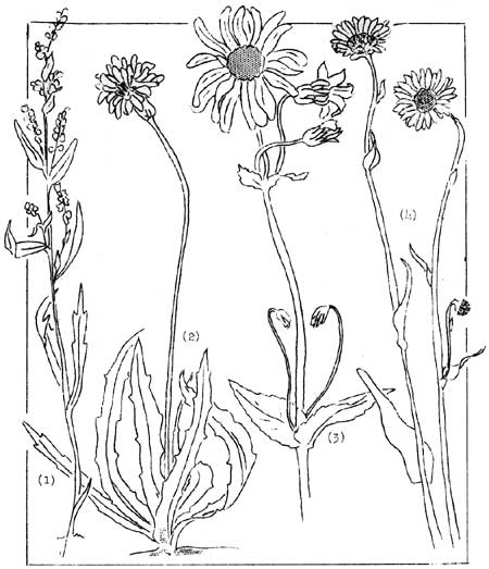 sketch of common plants of the Sunflower family