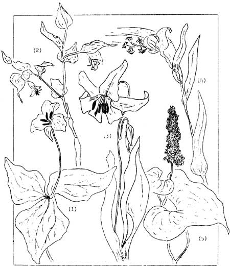 sketches of five common plants of the Lily Family