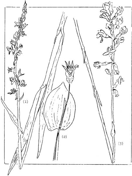 sketches of common plants of the Orchid Family
