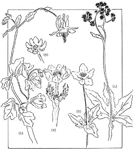 sketch of five plants of the Buttercup Family