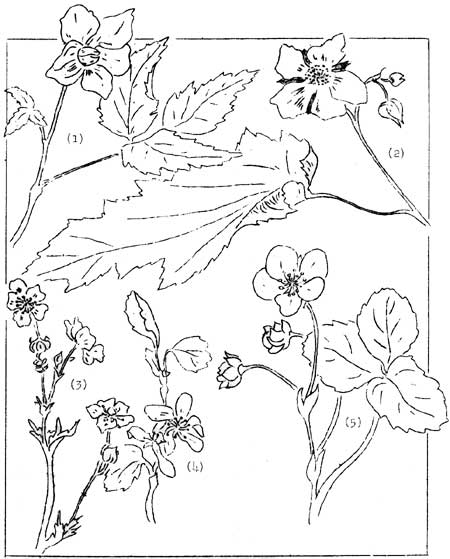 sketch of five plants of the Rose family