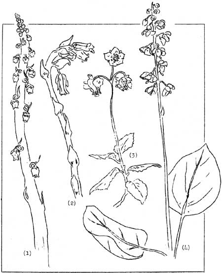 sketch of plants of Heath family