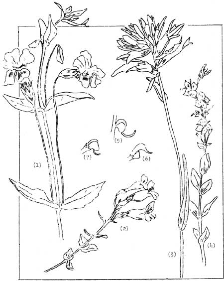 sketch of common plants of the Figwort family