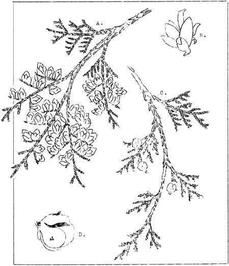 sketch of Western Red and Alaska Cedars