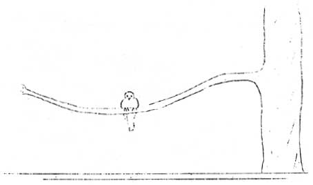 bird on tree branch