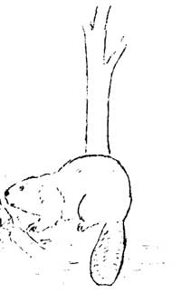 beaver