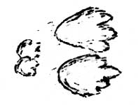 snowshoe rabbit tracks