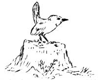 Western winter wren on stump