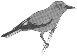 Clark's nutcracker