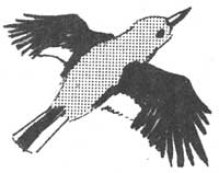 Clark's nutcracker