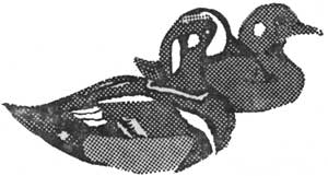 harlequin ducks