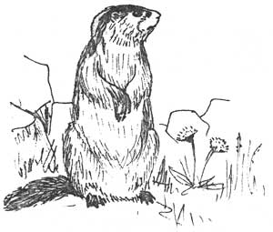 marmot