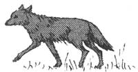 coyote