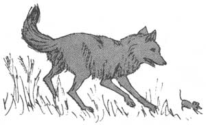 coyote