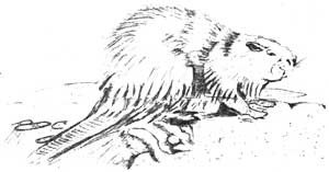 beaver