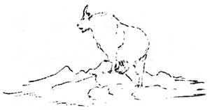 sketch of mountain goat