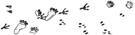 animal tracks