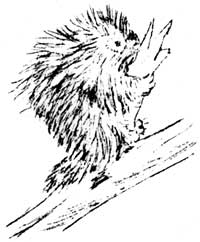 sketch of porcupine