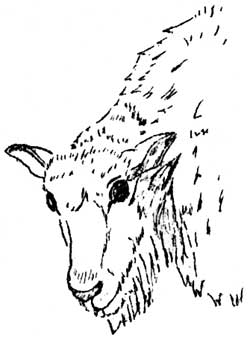 mountain goat