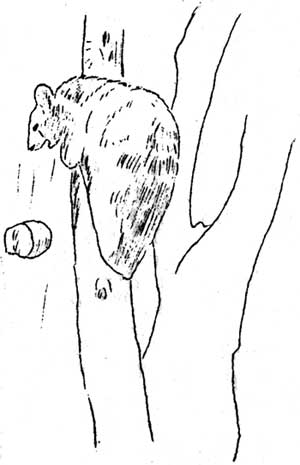 sketch of animal collecting seeds