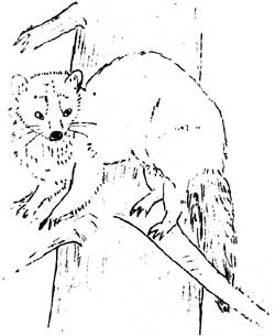 sketch of pine marten