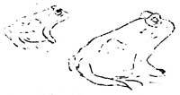 sketch of two toads