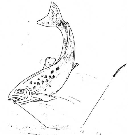 sketch of fish