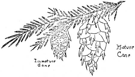 sketch of Douglas Fir cones
