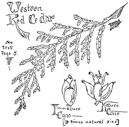 sketch of Western Red Cedar needles and cones