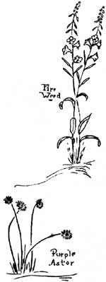 sketch of fire weed and purple aster