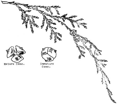 sketch of Alaska Cedar branch with cones