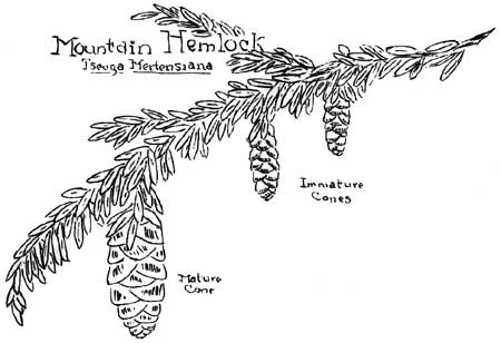 sketch of Mountain Hemlock needles and cones