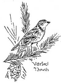 sketch of varied thrush