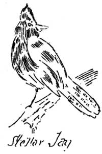 sketch of stellar jay
