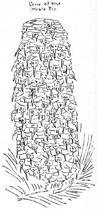 sketch of Noble Fir cone