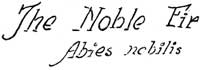 The Noble Fir