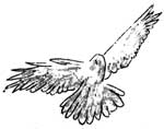 bird in flight