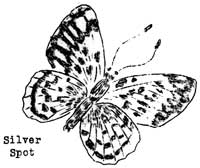 silver spot butterfly