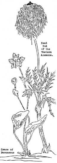 seed pod of western anemone and grass of parnassus