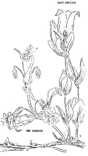 blue gentian and red mimulus