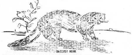 Mink 'saves' young