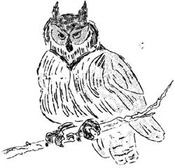 Owl