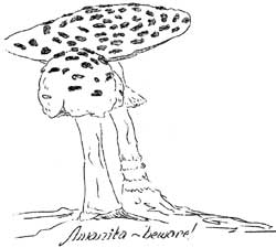 amanita - beware!