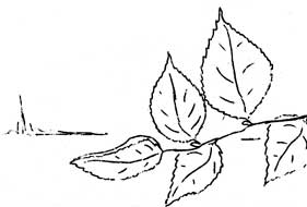 leaves