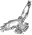 bird in flight