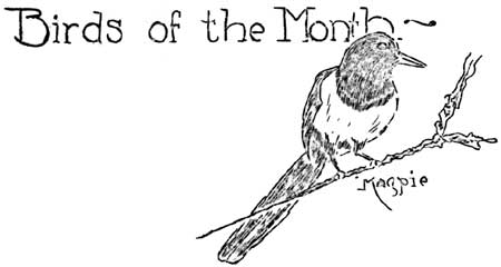 Birds of the Month/Magpie