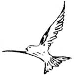bird in flight