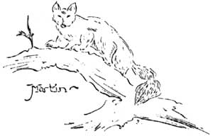 martin